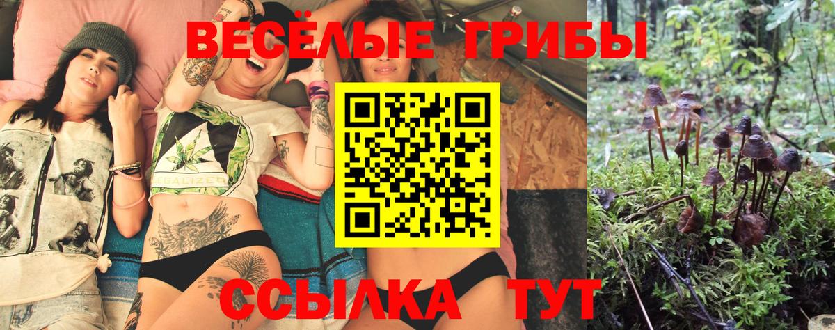 Галлюциногенные грибы Psilocybine cubensis Абакан